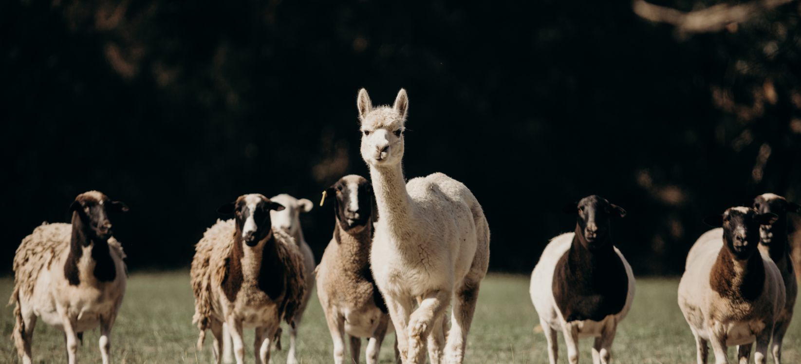 Sheeps with lima 